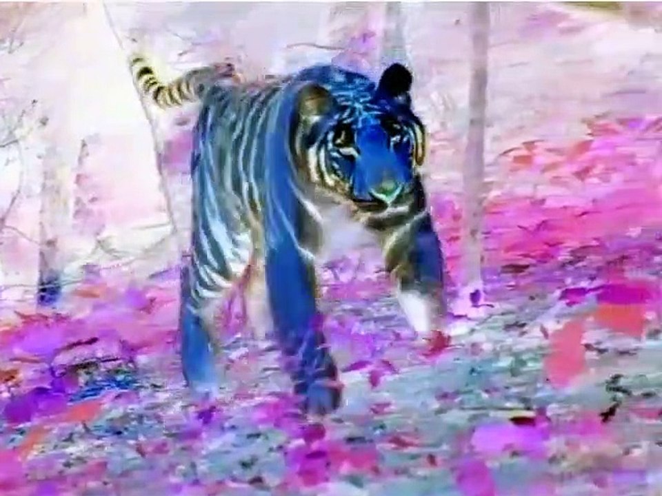 World Animals in G Major [Part 1]