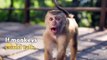 Here's what monkeys would sound like if they could talk