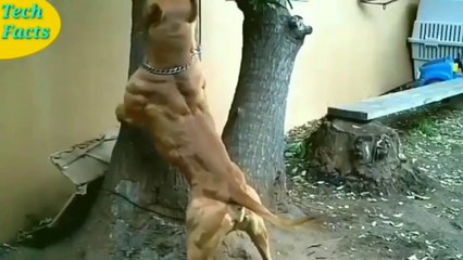 दुनिया के 10 सबसे खूंखार कुत्ते. Most dangerous dogs in the world.