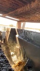 Zimbabwean Farm Cows Love a Good Swim