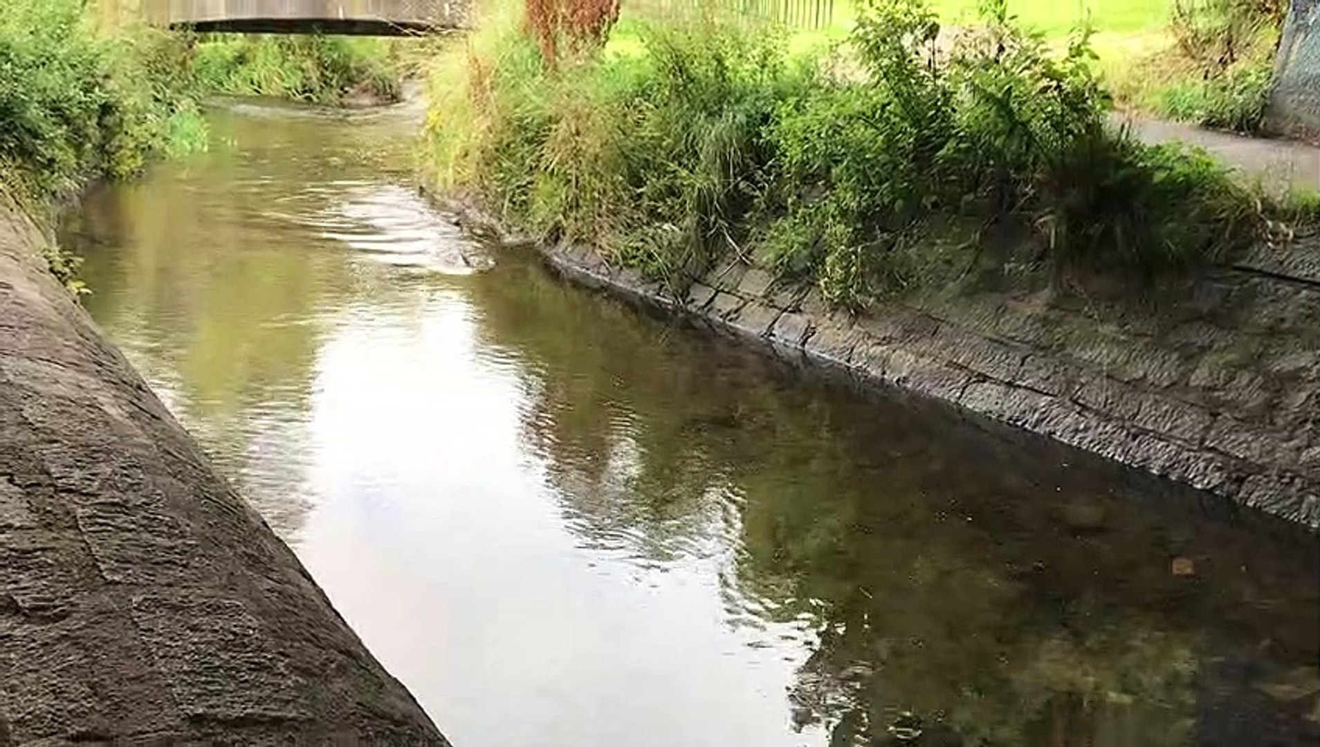 ⁣Walking Next to Three Swimming Otters