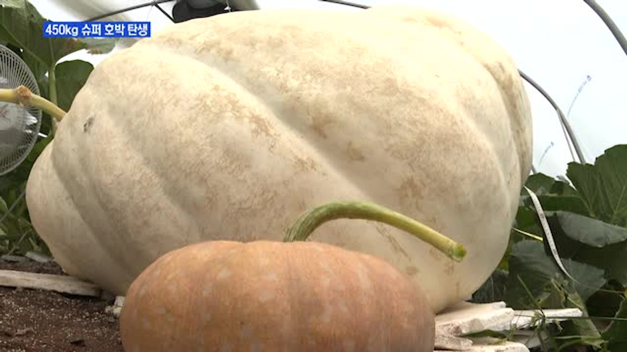 450kg 슈퍼 호박 탄생…국내 기록 경신