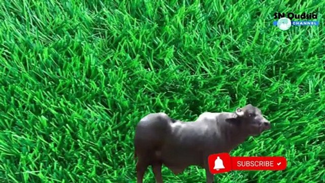 Eid ul Adha Mubarak || Bakra Eid Mubarak || Eid Greetings || SN QUDSIA