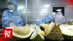 M'sia hopes to export frozen whole durian to China by year-end