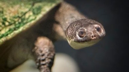 Kura-kura Endemik Indonesia Punah Karena Habitatnya Habis