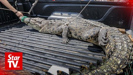 Huge croc rescued from shrimp net in Sungai Bako