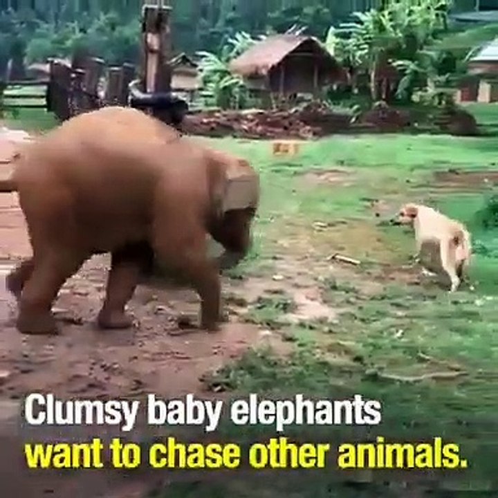 elephant playingJust only for smile