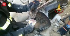 Cats rescued two weeks after Italy quake