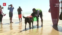 Dogs brave high surf for surfing contest