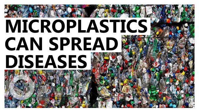 Microplastics can carry pathogens to new points in the food chain