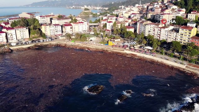 Selin sürüklediği ağaçlar deniz yüzeyini kapladı