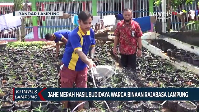 Jahe Merah Hasil Budidaya Warga Binaan di Lapas Rajabasa Lampung