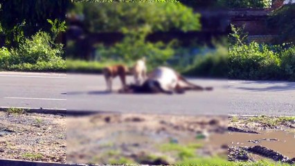 इकदिल: अज्ञात वाहन की टक्कर से हुई गोवंश की मौत