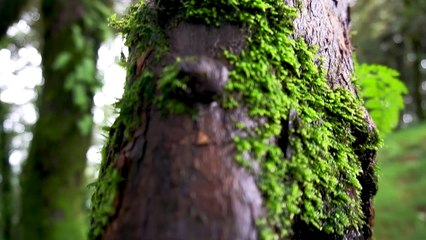 Thatharana Trek | Dharamshala | Himachal Pradesh