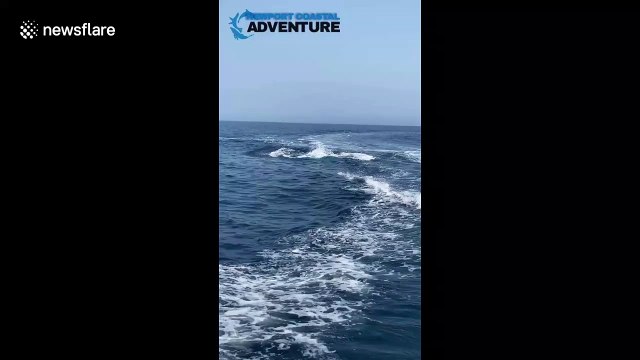 'Playful' bottlenose dolphin leaps 10-foot into air next to boat off California's coast