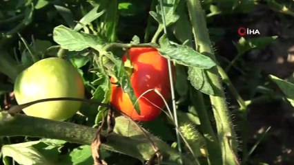 “Burada olmaz” denilen tarlada 20 ton domates üretti
