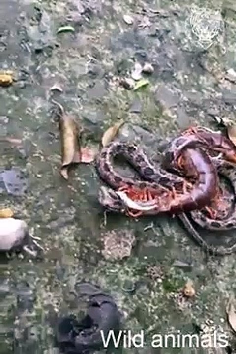 Sanak ki fight
