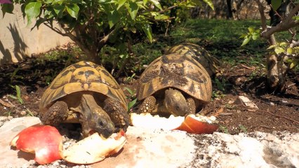 Turtles eating 2