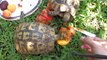 Turtles eating 4