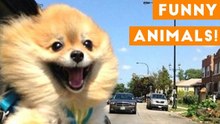 Funniest Pets of the Week Compilation December 2017 _ Funny Pet Videos