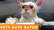 Funniest Pets Hate Taking Baths Home Videos of 2017 Compilation _ Funny Pet Videos