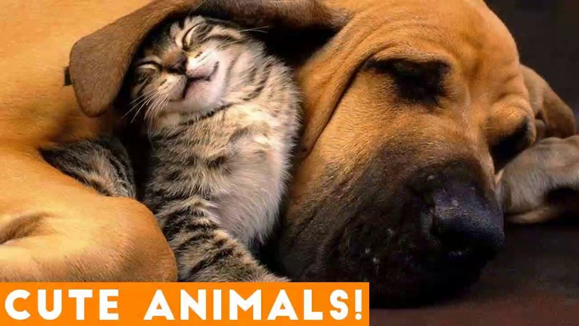 ⁣Cutest Pets of the Week Compilation January 2018 _ Funny Pet Videos