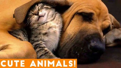 Cutest Pets of the Week Compilation January 2018 _ Funny Pet Videos