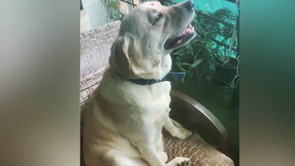 Ankita Lokhande का Dog हर सुबह करता है प्राणायाम, Video Social Media पर हुआ Viral | Boldsky