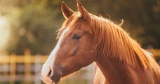 Encore des actes de barbarie sur un veau et trois juments le week-end dernier