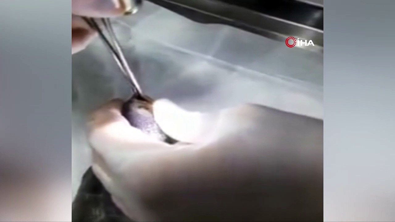 Oltanın kancası kaplumbağanın ağzına takıldı