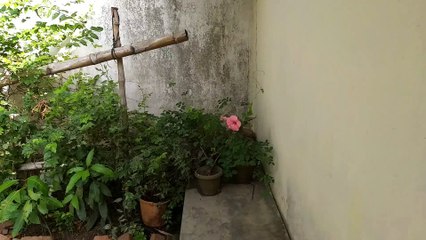 Nature And Plants