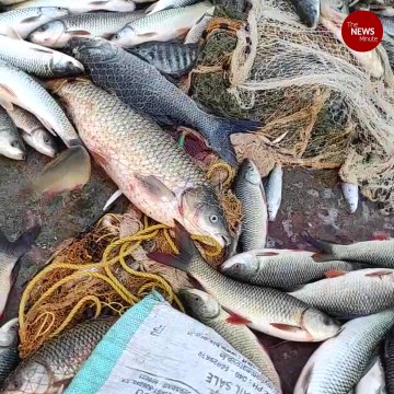 Huge crowd gathers to collect fish swept into Parvathi Barrage in Telangana