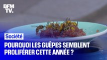 Pourquoi les guêpes semblent proliférer cette année ?