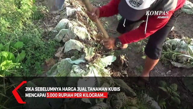 Harga Kubis Anjlok, Petani di Jember Biarkan Tanaman Kubisnya Membusuk