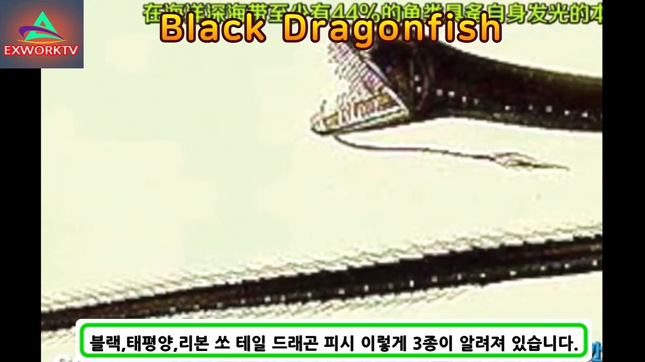 심해의 암살자 블랙드래곤피시 심해생물