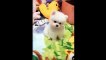 Animals SOO Cute  | Cute baby animals Videos Compilation cutest moment of the animals