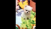 Animals SOO Cute  | Cute baby animals Videos Compilation cutest moment of the animals