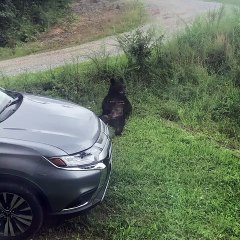 Itchy Bear Lays Back for a Scratch
