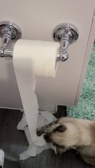 Curious Cat Tangles with Toilet Paper