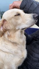 The Smiling Retriever