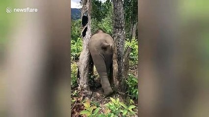 Baby elephant misjudges size of backside and gets stuck between two trees