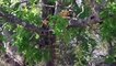Gorilla Rescue Impala Success Ambush From Tall Tree - Cheetah vs Baboon