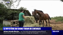 Depuis deux ans, un mystérieux gang de tueurs de chevaux sévit en France