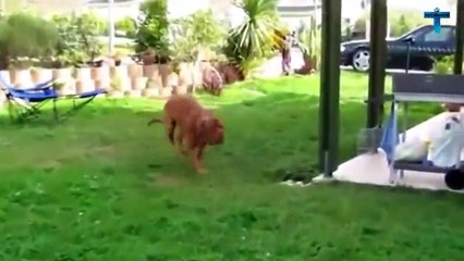 Top 12 Biggest Dogs In The World - World's Largest Dog Breeds