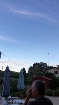 Video. Une cinquantaine de cigognes en vacances à Sauternes (Gironde)