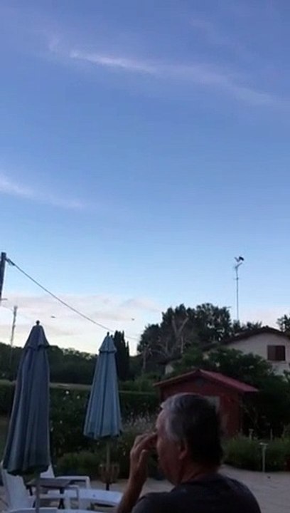 Video. Une cinquantaine de cigognes en vacances à  Sauternes (Gironde)