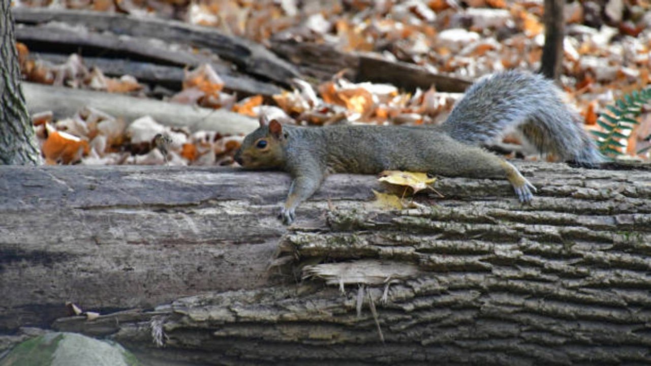 Sploot! There’s a Good Reason You’ve Seen So Many Spread-Eagle Squirrels This Summer