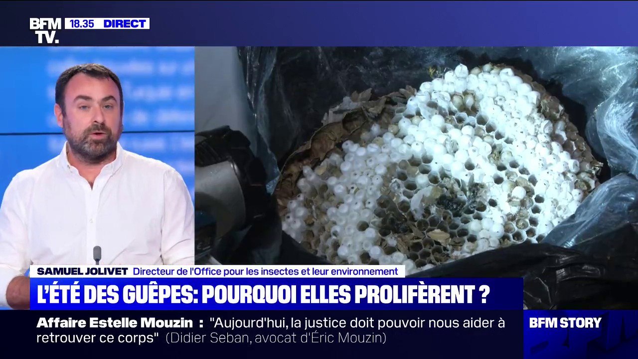Comment se débarrasser des guêpes sans les tuer ? Les conseils du directeur de l'Office pour les insectes et leur environnement