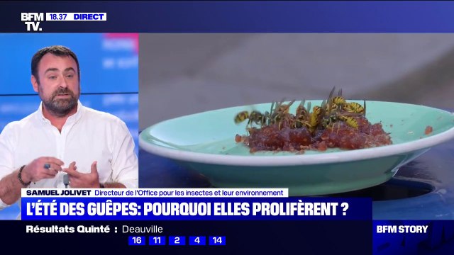 À quoi servent les guêpes ? Les explications du directeur de l'Office pour les insectes et leur environnement
