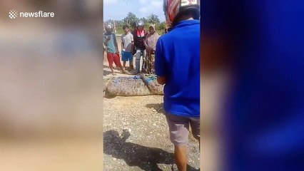 Giant 17ft crocodile and ten offspring tied up after killing villager in Indonesia
